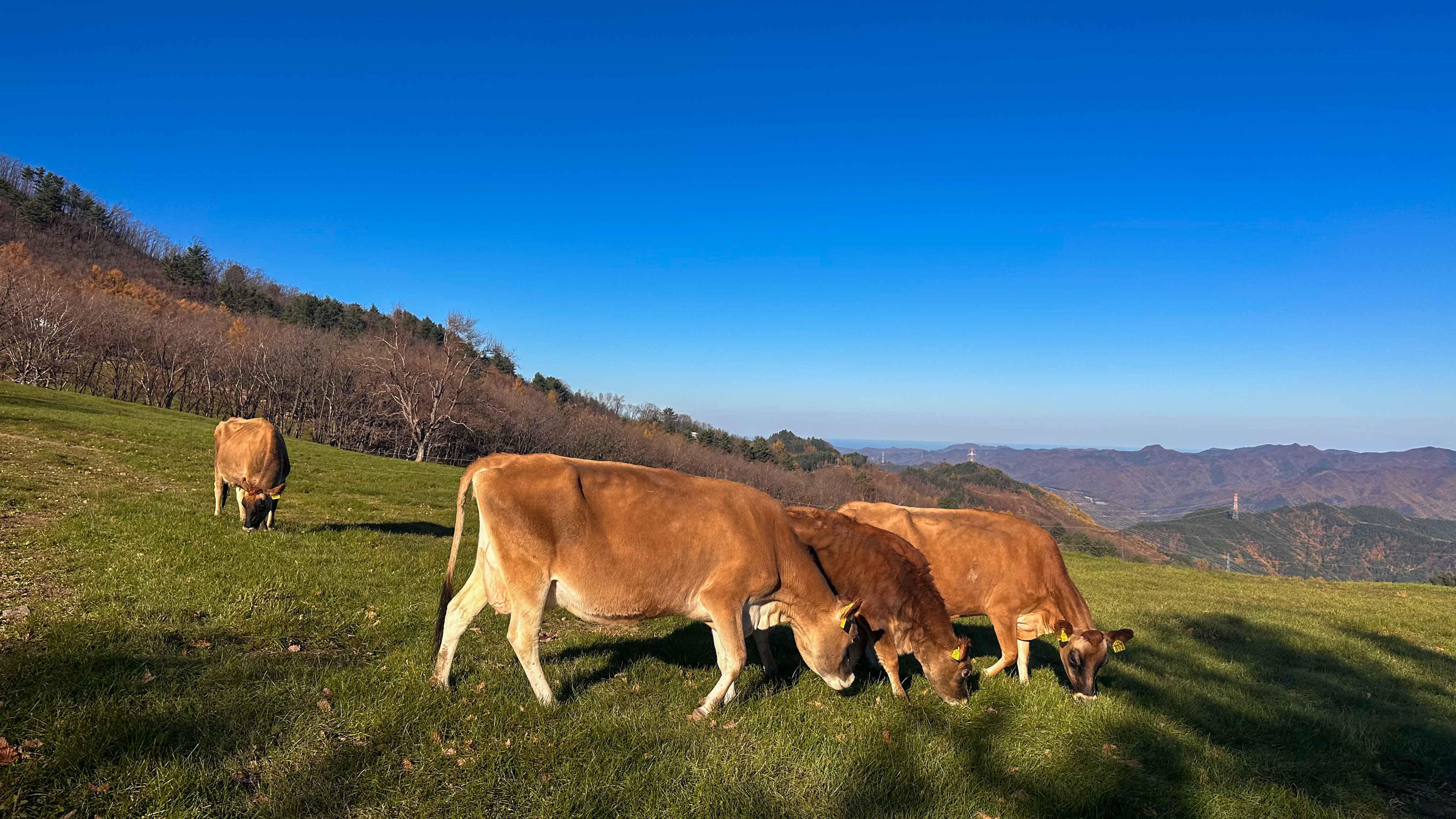 삼수령 무무목장 저지 젖소